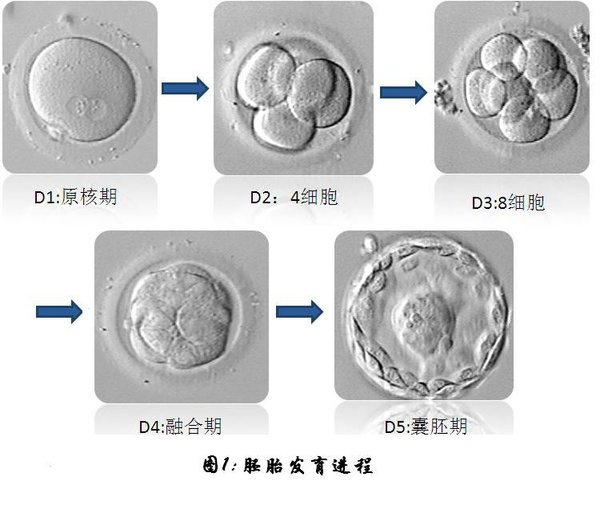 子宫寒冷会影响供卵试管婴儿的成功率吗？如何改善子宫寒冷