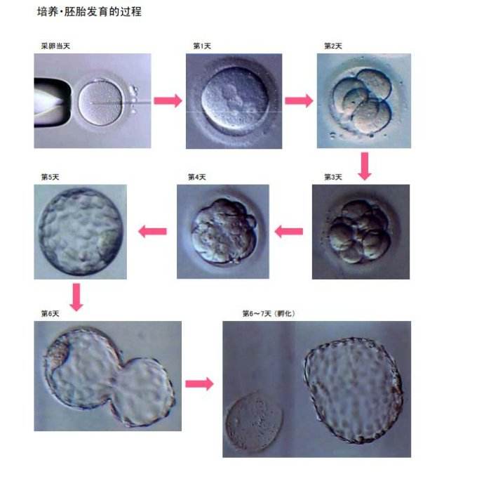 什么是借精供卵？