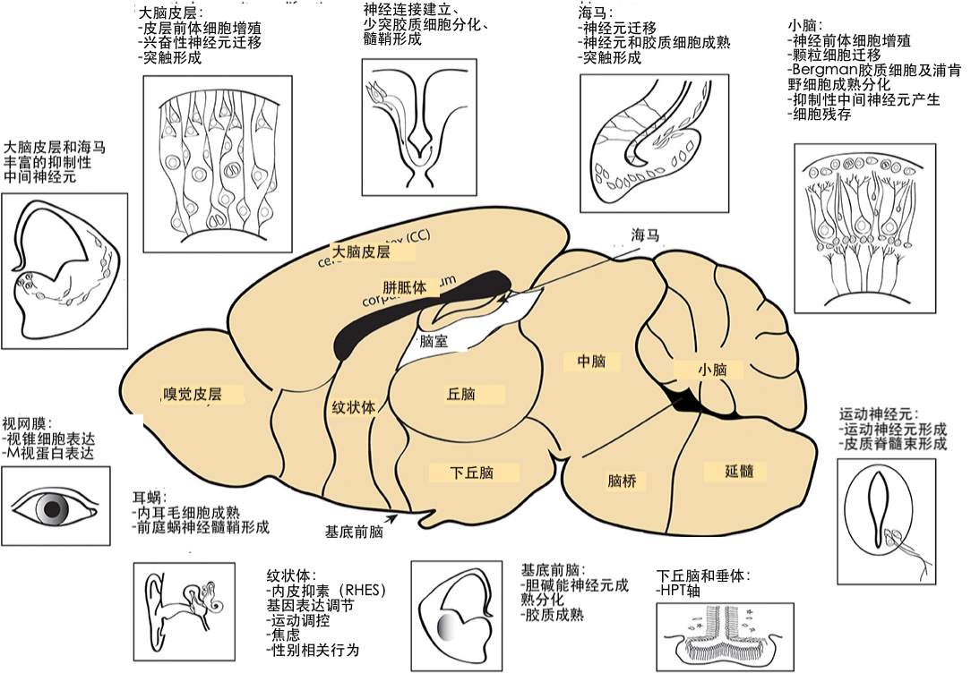 绝经后的女性还能做供卵借卵试管自怀吗？
