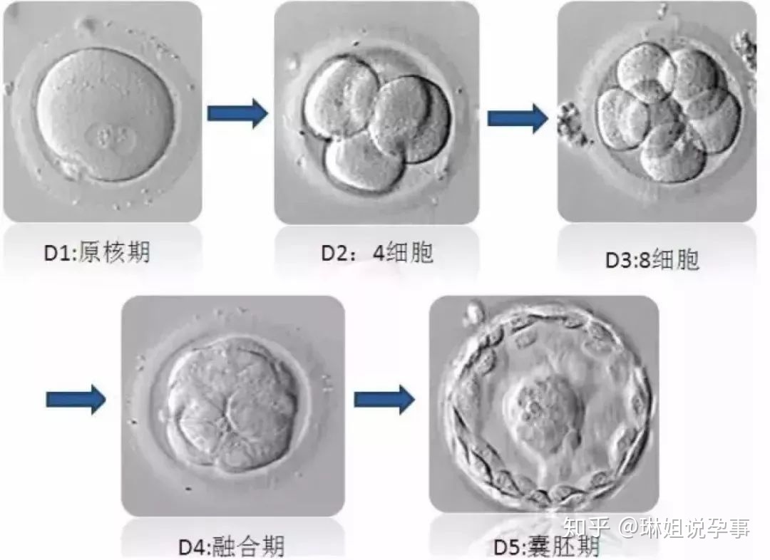 赠卵供卵代怀医院的取卵量是多少才正常？特色