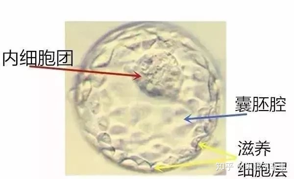 赠卵供卵代怀医院的取卵量是多少才正常？特色