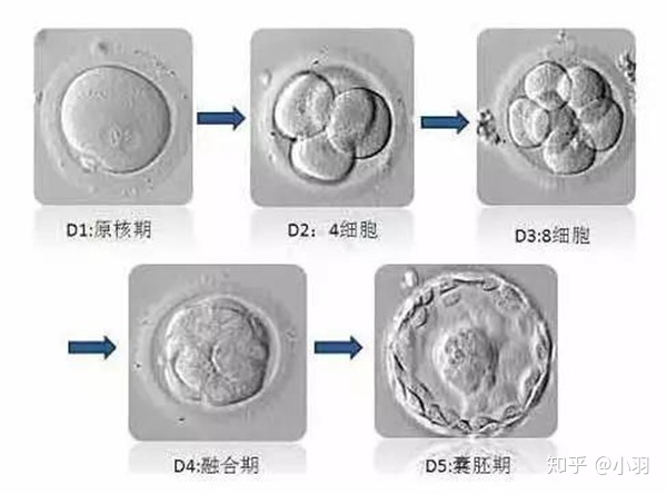 囊胚质量有多少个级别？胚胎的细胞数最好是多少