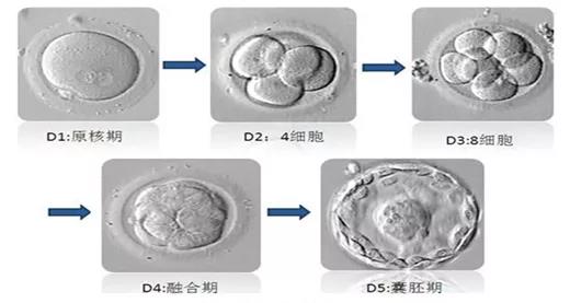 辽宁妇幼赠卵试管婴儿技术怎么样