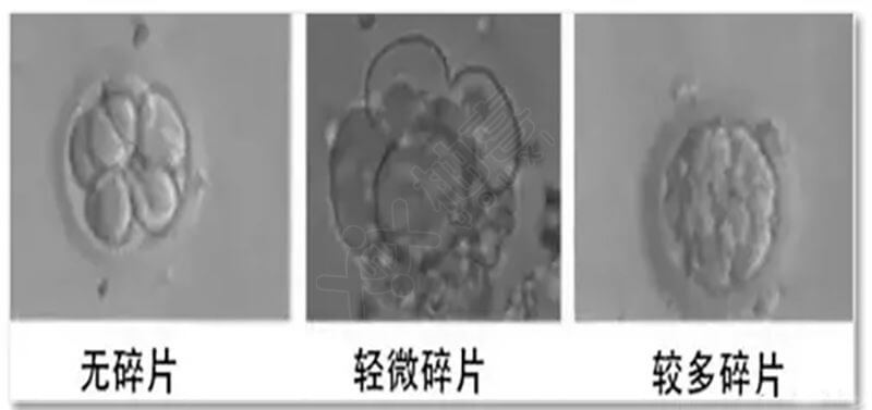 三代供卵试管现在的成功率是多少