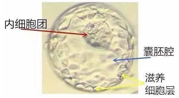 试管婴儿怀孕天数为什么加17天