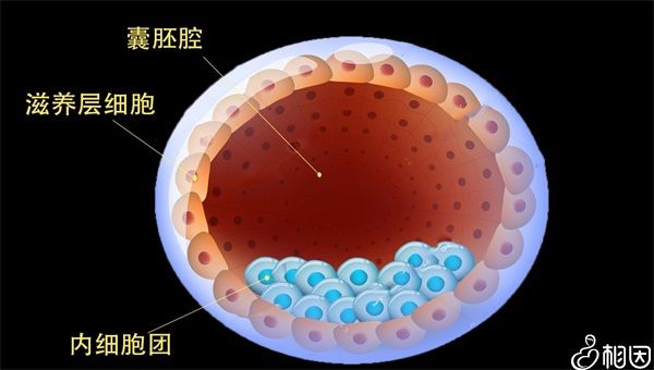 男人为什么会精子弱+男人为什么会出现弱精