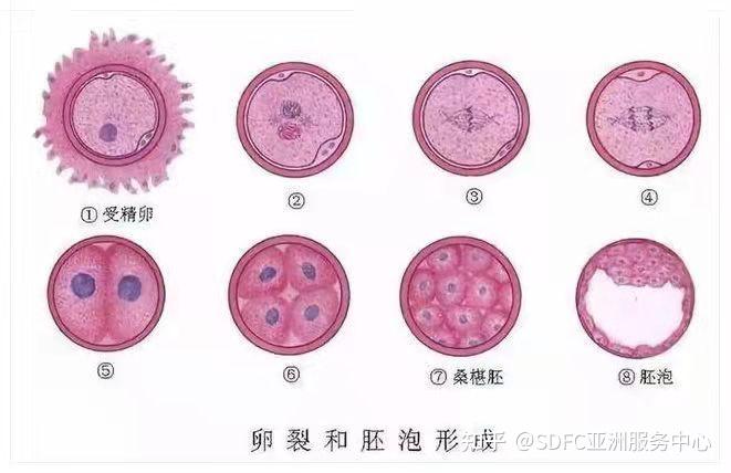 30岁能不能冻卵哪些女性不满足冻卵条件