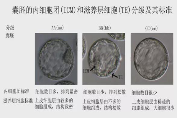 辽宁沈阳代怀生子多少钱-双性畸形重在预防生而杀之泯灭人性+